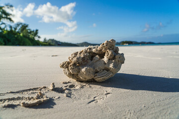 Coral stone on the beach of the Seychelles island of Praslin.
