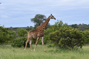 Giraffe in Kruger National Park | Safari | South Africa