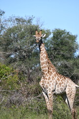 Giraffe in Kruger National Park | Safari | South Africa