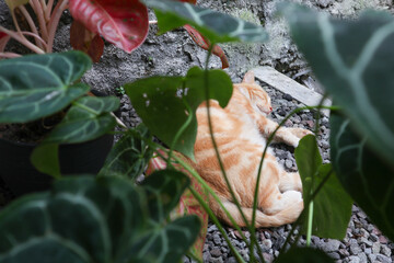 Sleeping ginger tomcat - perfect dream. Ginger cat sleeping on rocky surface in the garden.