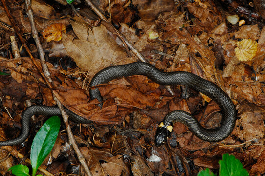 Ringelnatter, Natrix natrix