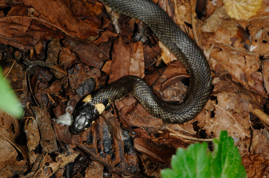Ringelnatter, Natrix natrix