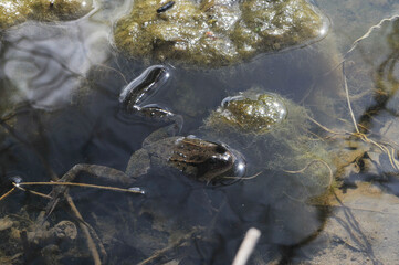 Grasfrosch, Rana temporaria L.