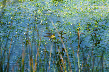 Wasserfrosch, Teichfrosch, Pelophylax kl. Esculentus