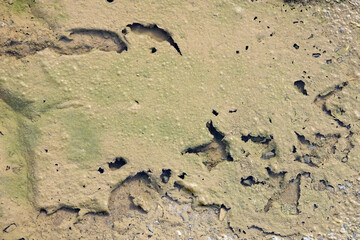footprint in sand