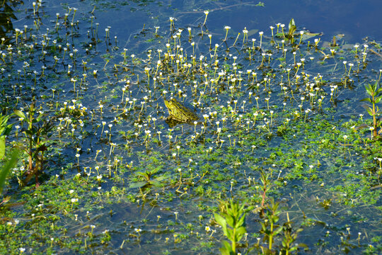 Wasserfrosch, Teichfrosch, Pelophylax kl. Esculentus