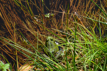 Wasserfrosch, Teichfrosch, Pelophylax kl. Esculentus