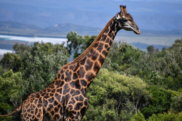 Giraffe in Kruger National Park | Safari | South Africa
