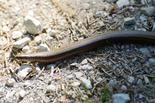 Blindschleiche, Westliche,  Anguis fragilis