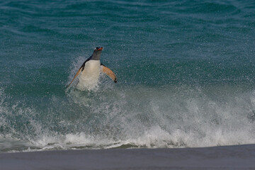 Gentoo Penguin (Pygoscelis papua) launching itself from the sea as it comes ashore on Carcass...