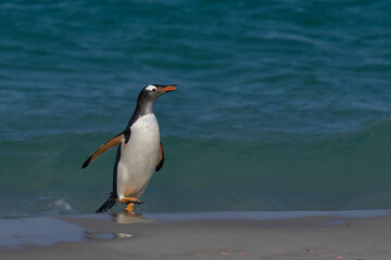 Gentoo Penguin (Pygoscelis papua) launching itself from the sea as it comes ashore on Carcass Island in the Falkland Islands.