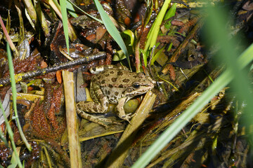 Seefrosch, Rana ridibunda