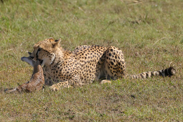 a cheetah caught a young thompson gazelle in Maasai Mara NP