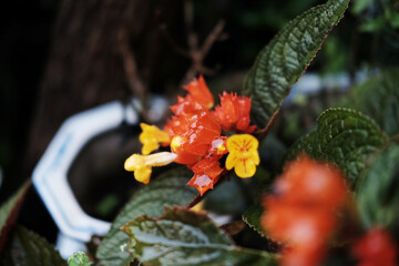 Blooming Chrysothemis pulchella (Donn ex Sims) Decne wild flower in white clay pot decorated in tropical garden