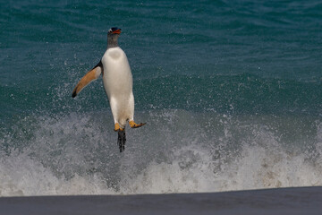 Gentoo Penguin (Pygoscelis papua) launching itself from the sea as it comes ashore on Carcass...