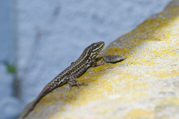 Mauereidechse, Podarcis muralis maculiventris