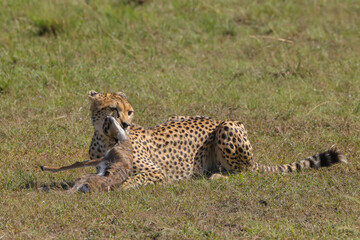 a cheetah caught a young thompson gazelle in Maasai Mara NP