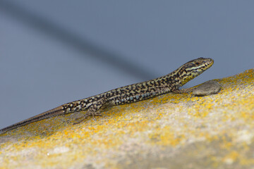 Mauereidechse, Podarcis muralis maculiventris