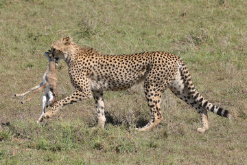 a cheetah caught a young thompson gazelle in Maasai Mara NP