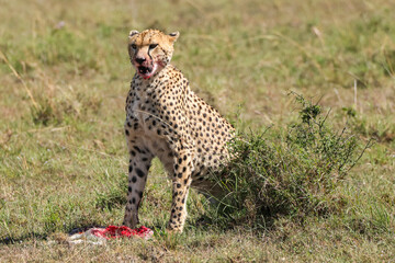 a cheetah eats its gazelle prey in the savannah of Maasai Mara, Kenya