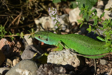 Westliche Smaragdeidechse, Lacerta bilineata