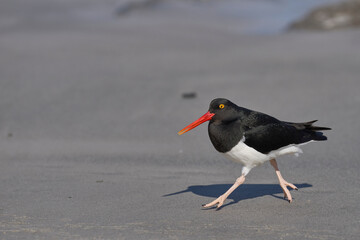 Magellanic Oystercatcher (Haematopus leucopodus) on the coast of Carcass Island in the Falkland Islands.