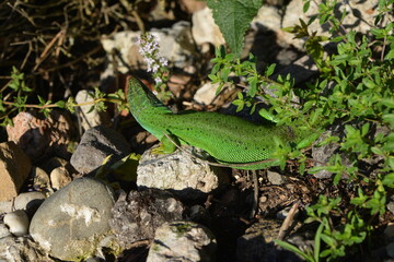 Westliche Smaragdeidechse, Lacerta bilineata
