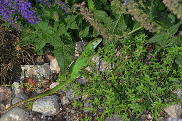 Obraz premium Westliche Smaragdeidechse, Lacerta bilineata