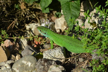 Westliche Smaragdeidechse, Lacerta bilineata