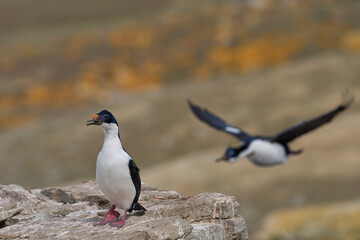 Imperial Shag (Phalacrocorax atriceps albiventer) on the coast of Carcass Island in the Falkland...