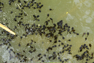 Grünfrösche, Wasserfrosch, Teichfrosch, Kaulquappen