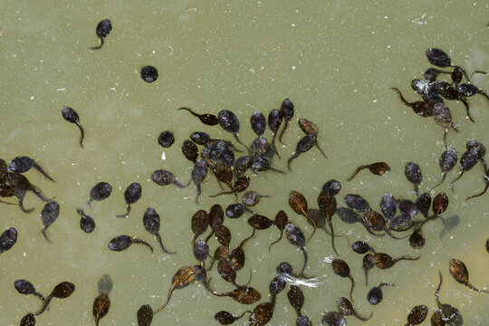 Gr&uuml;nfr&ouml;sche, Wasserfrosch, Teichfrosch, Kaulquappen