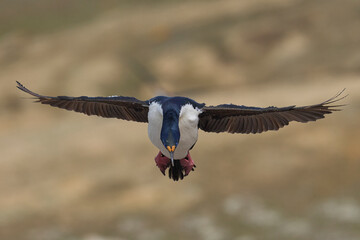 Imperial Shag (Phalacrocorax atriceps albiventer) coming in to land on the coast of Carcass Island...