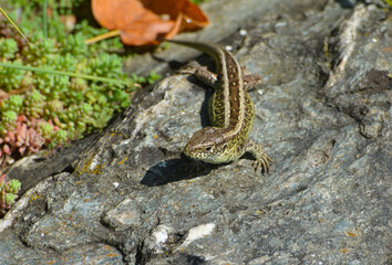 Zauneidechse, Lacerta agilis