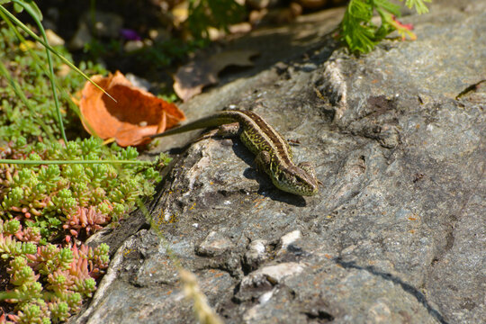 Zauneidechse, Lacerta agilis