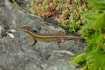 Zauneidechse, Lacerta agilis