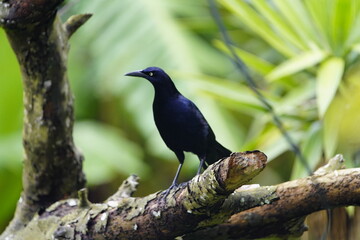 The great-tailed grackle or Mexican grackle (Quiscalus mexicanus) is a medium-sized, highly social passerine bird native to North and South America. Costa Rica.