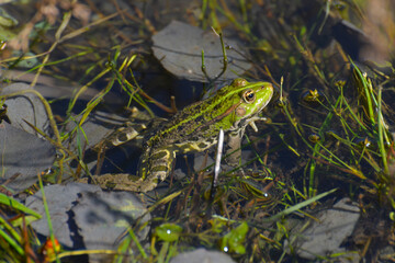 Wasserfrosch, Teichfrosch, Pelophylax kl. Esculentus