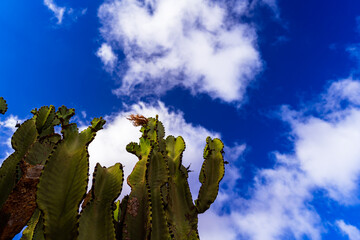 Cluster of Tall Cacti Against a Bright Blue Sky in Antigua, Fuerteventura