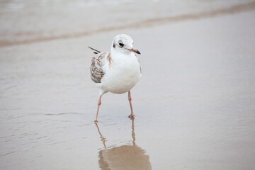 Seagull in the natural environment on the Baltic Sea.