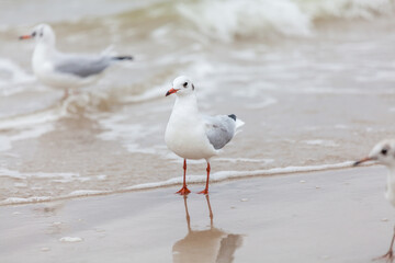 Seagull in the natural environment on the Baltic Sea.
