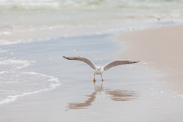 Seagull in the natural environment on the Baltic Sea.