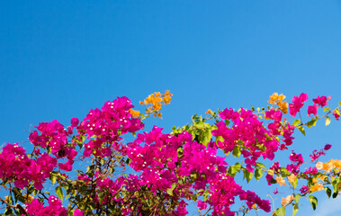 Obraz na płótnie Canvas Pink Bougainvillea flowers on blue sky background