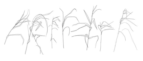 	Field flowers and grasses, line drawing. Vector illustration