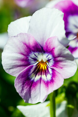 White with violet pansy flowers in the garden, close up.