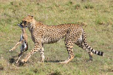 a cheetah caught a young thompson gazelle in Maasai Mara NP