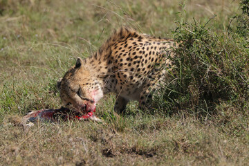 a cheetah eats a small antelope in Maasai Mara NP