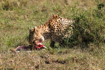 a cheetah eats a small antelope in Maasai Mara NP