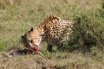 a cheetah eats its gazelle prey in the savannah of Maasai Mara, Kenya