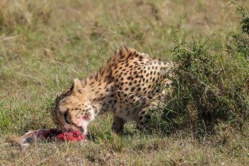 a cheetah eats its gazelle prey in the savannah of Maasai Mara, Kenya